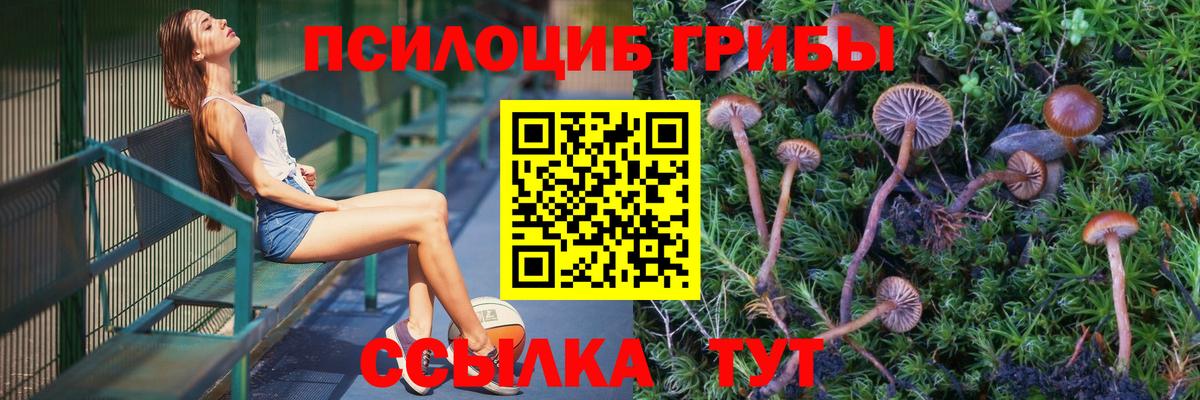 Галлюциногенные грибы Psilocybine cubensis  Псилоцибиновые грибы прущие грибы  Красноярск 