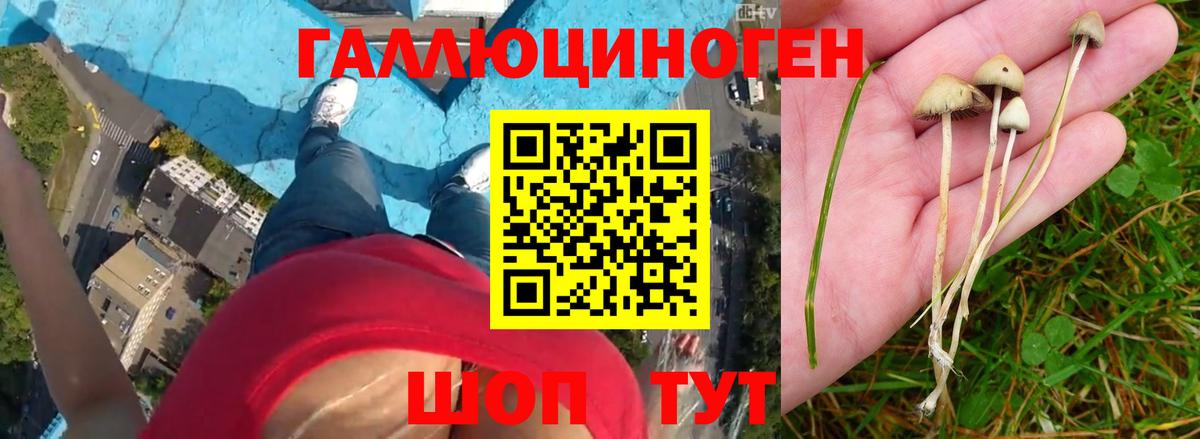 Псилоцибиновые грибы Cubensis Красноярск